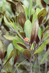 Planchonella contermina