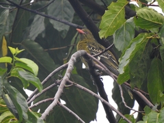 Oriolus flavocinctus