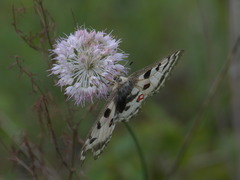 Parnassius nomion