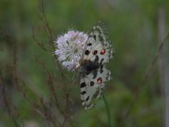 Parnassius nomion
