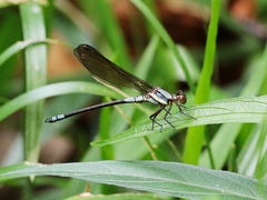 Diphlebia euphoeoides