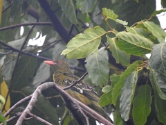 Oriolus flavocinctus