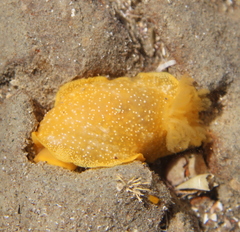 Dendrodoris citrina