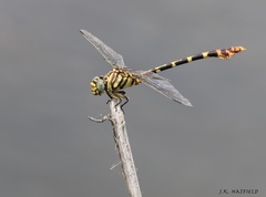 Phyllogomphoides stigmatus