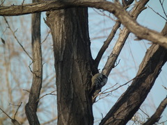 Yungipicus canicapillus