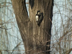Yungipicus canicapillus