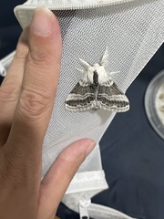 Tolype velleda