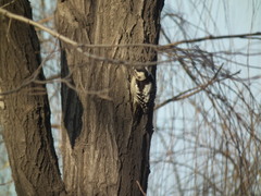 Yungipicus canicapillus