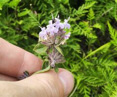 Ziziphora clinopodioides