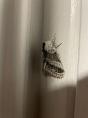 Tolype velleda