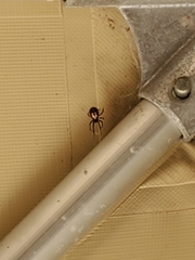 Steatoda nobilis