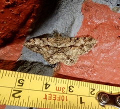 Psilalcis breta breta