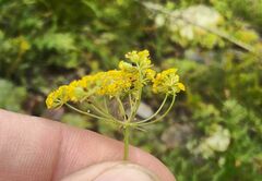 Bupleurum