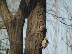 Yungipicus canicapillus