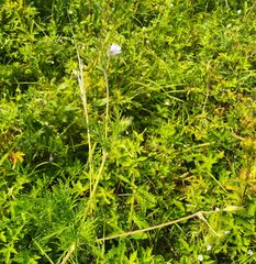 Erodium stephanianum