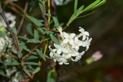 Pimelea stricta