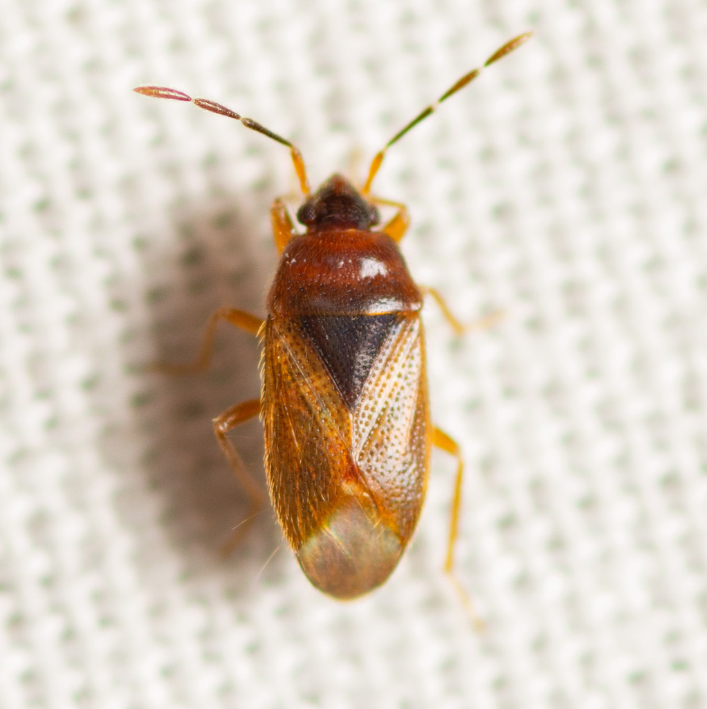 Valtissius diversus