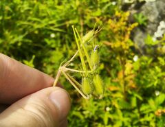 Erodium stephanianum