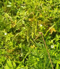 Erodium stephanianum