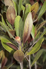 Planchonella contermina