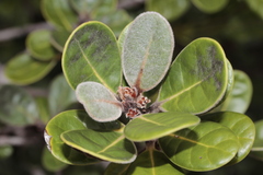 Planchonella crassinervia