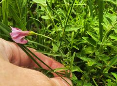 Convolvulus chinensis