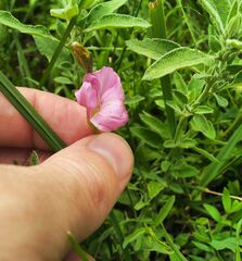 Convolvulus chinensis