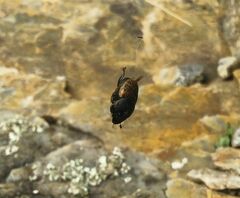 Onthophagus gibbulus