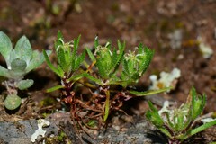 Millotia muelleri