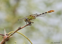 Erpetogomphus designatus