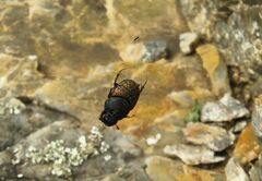 Onthophagus gibbulus