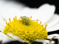 Taylorilygus apicalis