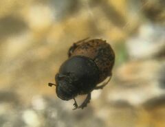 Onthophagus gibbulus