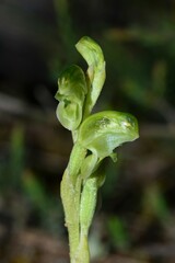 Pterostylis cycnocephala