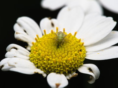 Taylorilygus apicalis