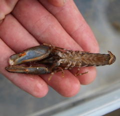 Alpheus novaezealandiae