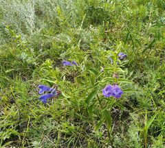 Scutellaria scordifolia