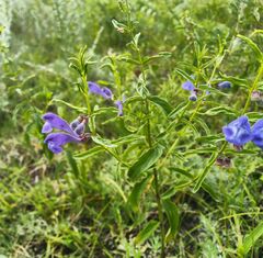 Scutellaria scordifolia
