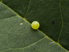 Papilio multicaudata