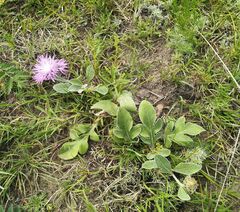 Psephellus sibiricus