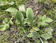 Psephellus sibiricus