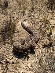 Bitis arietans arietans