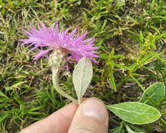 Psephellus sibiricus