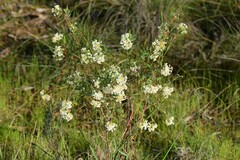 Pimelea stricta