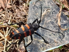 Ceroplesis capensis