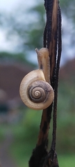 Bradybaena similaris