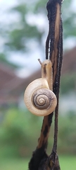 Bradybaena similaris
