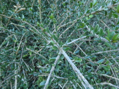 Melicytus
