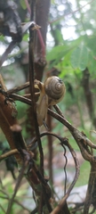 Bradybaena similaris