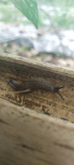 Bradybaena similaris